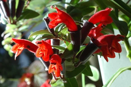 planta de lapiz labial