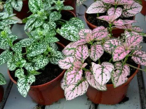 planta de lunares