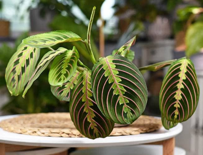 planta de oracion