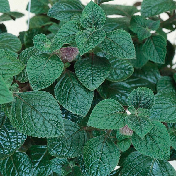 purple swedish ivy