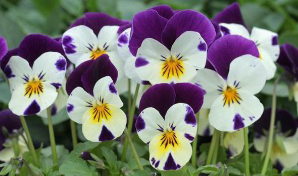 violas