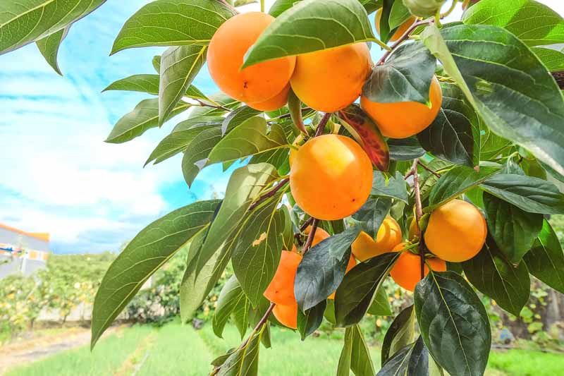 Cómo Cultivar Caqui a Partir de Semilla