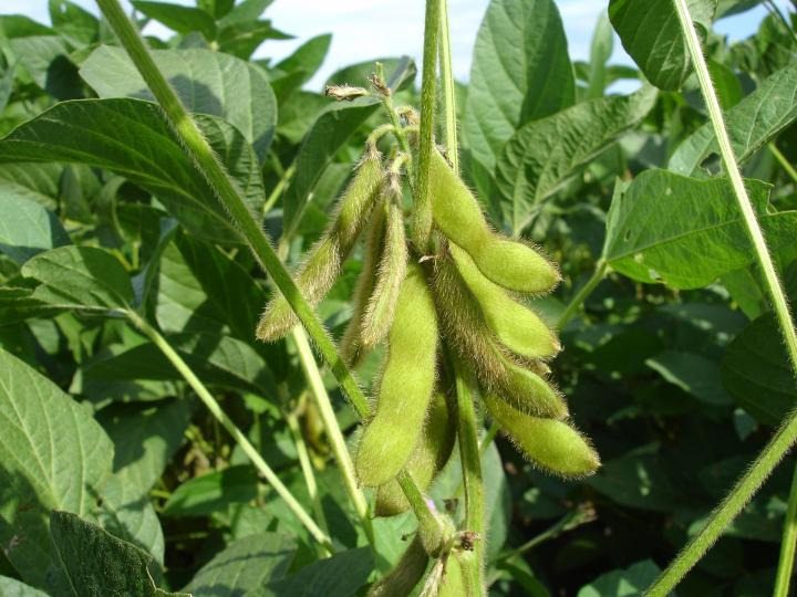 Cómo Cultivar Plantas de Edamame