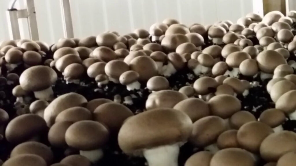hongos portobellos